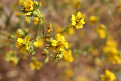 Deinandra fasciculata