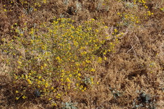 Deinandra fasciculata