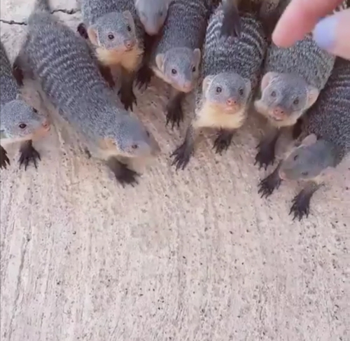 Banded Mongoose