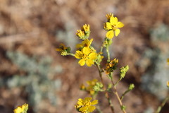 Deinandra fasciculata