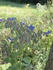 Borago