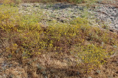 Deinandra fasciculata