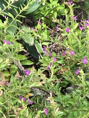 Apis mellifera