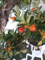 Nematanthus wettsteinii