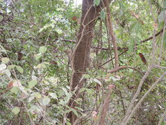 Pseudosamanea guachapele