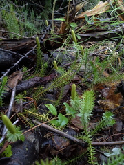 Spinulum annotinum alpestre