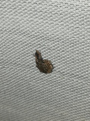 Conotrachelus seniculus