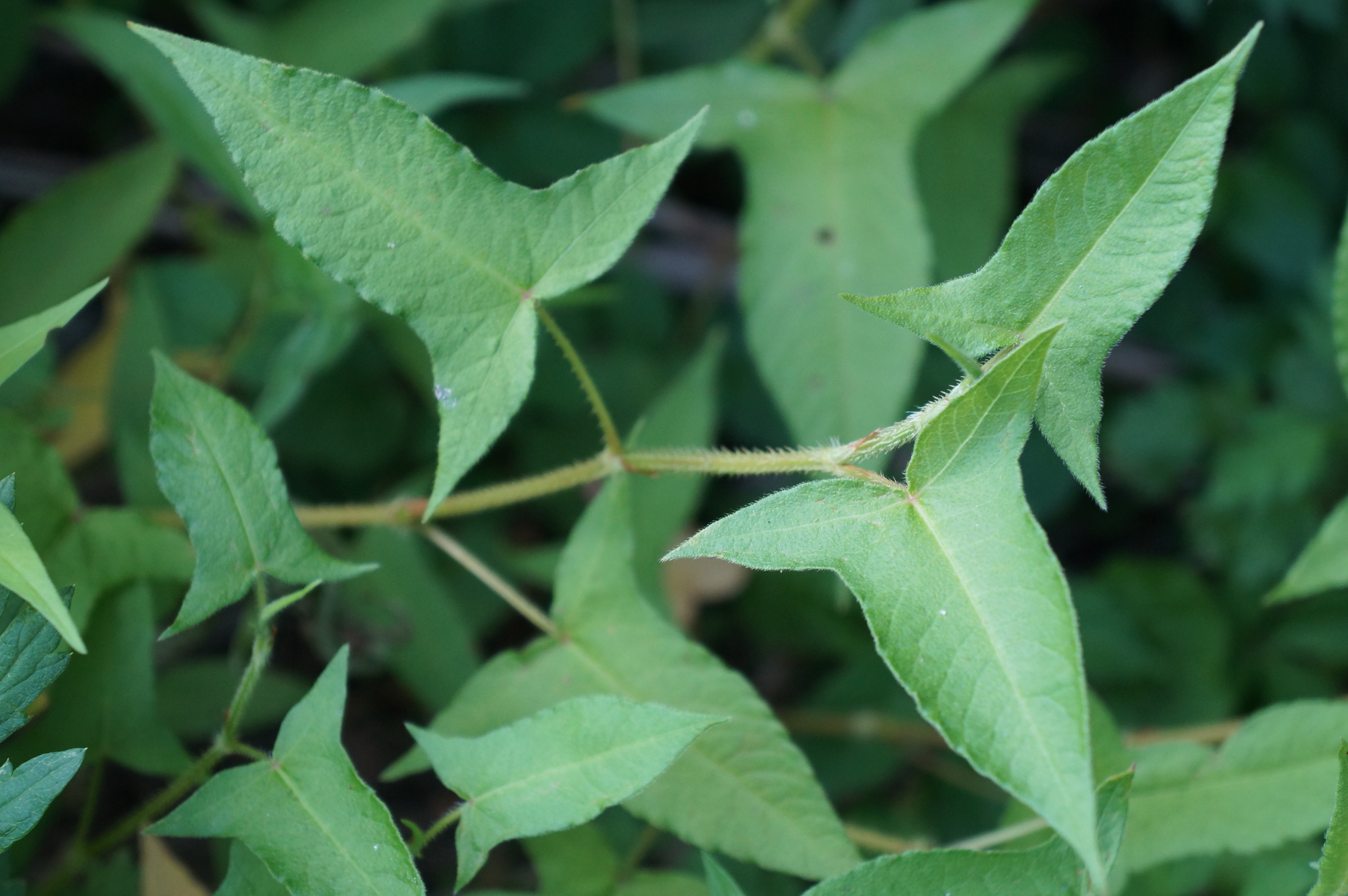 Persicaria arifolia