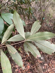Englerophytum natalense