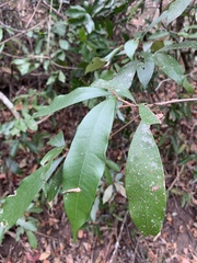 Englerophytum natalense