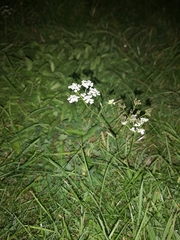 Anthriscus sylvestris