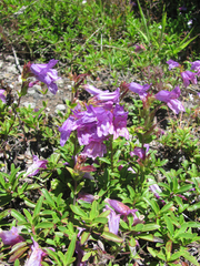 Penstemon cardwellii