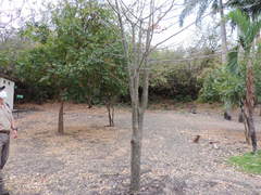 Ceiba trischistandra