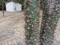 Ceiba trischistandra