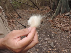 Ceiba trischistandra