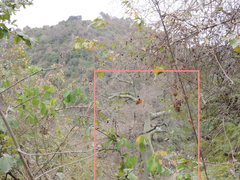 Ceiba trischistandra