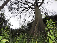 Ceiba trischistandra