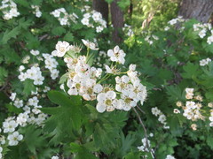 Crataegus ambigua