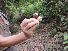 Ceiba trischistandra
