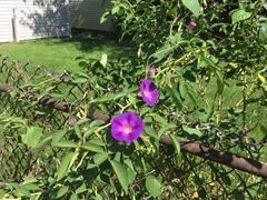 Ipomoea purpurea