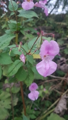 Impatiens glandulifera