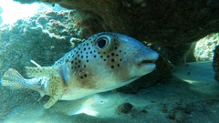 Chilomycterus reticulatus