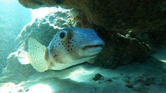 Chilomycterus reticulatus