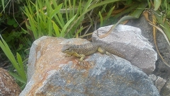 Stenocercus guentheri