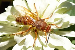 Sphecius convallis