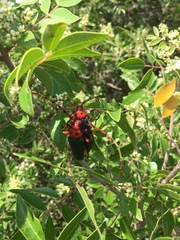 Stenaspis verticalis insignis