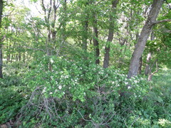 Crataegus ambigua