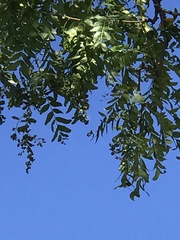 Angiospermae