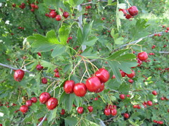 Crataegus ambigua