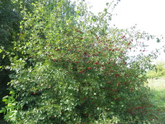 Crataegus ambigua