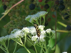 Mechanitis polymnia caucaensis