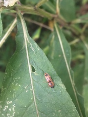 Aeolus mellillus