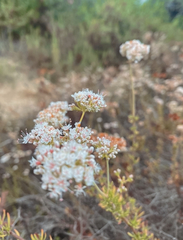 Eriogonum fasciculatum