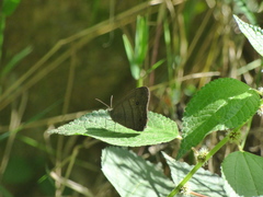 Hermeuptychia harmonia