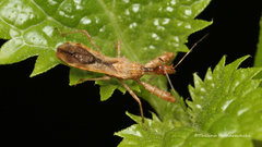 Irantha
