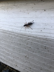 Pimpla pedalis