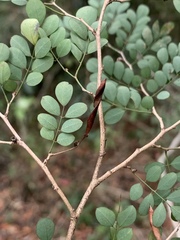 Indigofera micrantha