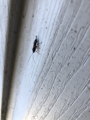 Pimpla pedalis