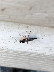 Pimpla pedalis