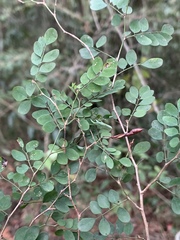 Indigofera micrantha