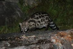 Genetta tigrina tigrina