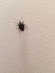 Halyomorpha halys