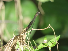 Polythoridae