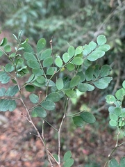 Indigofera micrantha