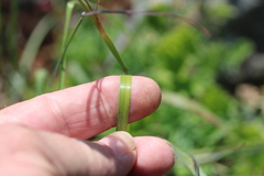 Moraea calcicola