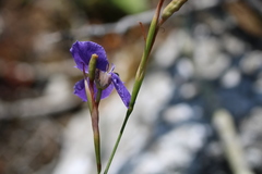 Moraea calcicola